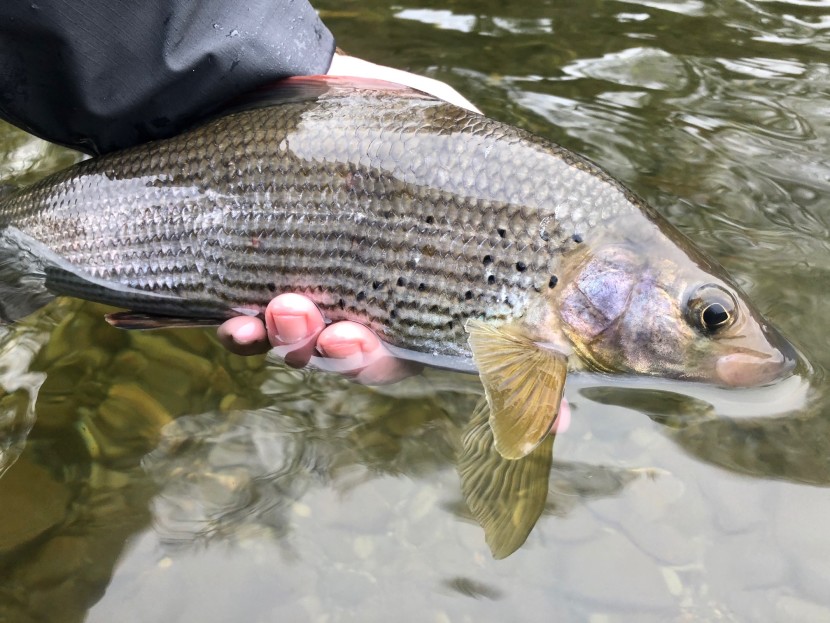 Grayling from the Colonel's water - Lyn Davies